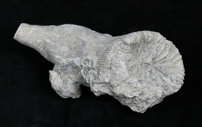 Fossil Horn Coral (Placosmilia) - Cretaceous #25601